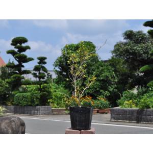 マサキ 種類 苗 の商品一覧 花 ガーデニング 通販 Yahoo ショッピング