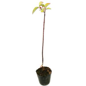 トキワガマズミ 苗木 植木 の商品一覧 花 ガーデニング 通販 Yahoo ショッピング