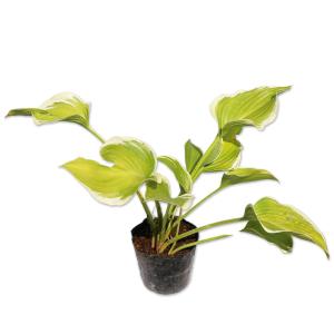 ホスタ（ギボウシ） 品種見計らいセット 5種5株 4号(12cm)ポット植え