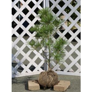 斑入り葉 高野槙(こうやまき、高野槇） コウヤマキ : 日本花卉ガーデン