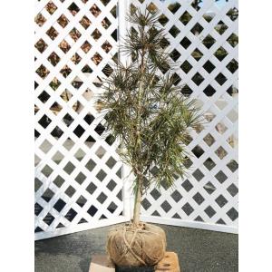 ウバメガシ 単木 2.5m 露地 2本 苗木 : トオヤマグリーン - 通販