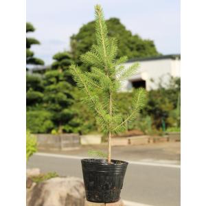 コロラドトウヒ 0.3m12cmポット 1本 1年間枯れ保証 シンボルツリー常緑