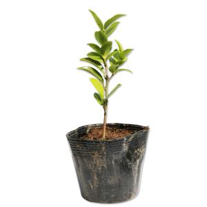 サボテン：ギムノカリキウム 黒豹玉 実生*幅4.5cm 現品！一品限り