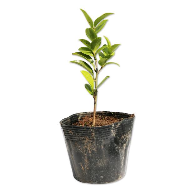 サザンカ 朝倉白花 10.5cmポット 苗