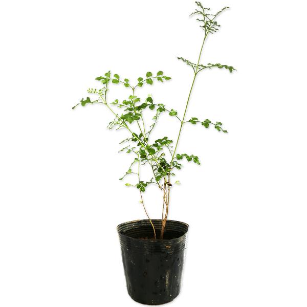 シマトネリコ 株立ち 0.1m 10.5cmポット 苗