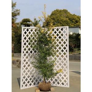 チャボヒバ約5メートル チャボヒバ約5メートル