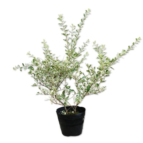 シルバープリペット 0.4m 15cmポット 苗