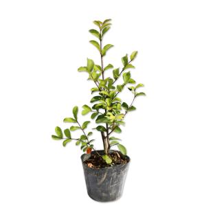 サルスベリ (花色指定不可) 0.2m 10.5cmポット 苗｜green-netbox