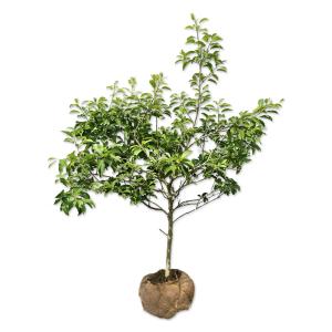 クロソヨゴ 0.5m 露地 苗 : トオヤマグリーン - 通販 - Yahoo!ショッピング