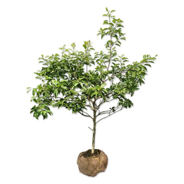 ソヨゴ 単木 1m 露地 苗