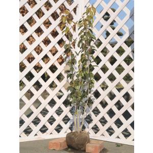 ソヨゴ 株立ち 0.8m 露地 苗