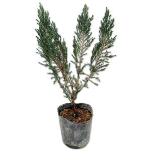 スカイロケット 0.2m 9.0cmポット 苗