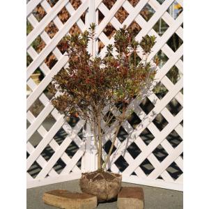 ヤマボウシ 株立ち 約2.7m 美樹形株 超特大株 植木苗木大苗 山法師