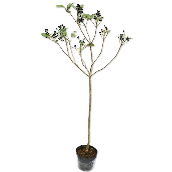 シャリンバイ 0.8m 15cmポット 苗