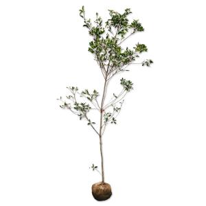 チャボヒバ約5メートル チャボヒバ約5メートル