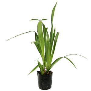 ツルウメモドキ 9.0cmポット 10個 苗 : トオヤマグリーン - 通販