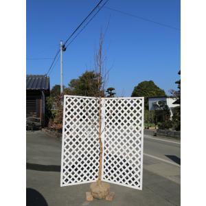 シラカバ 単木 2.3m 露地 苗木｜green-netbox