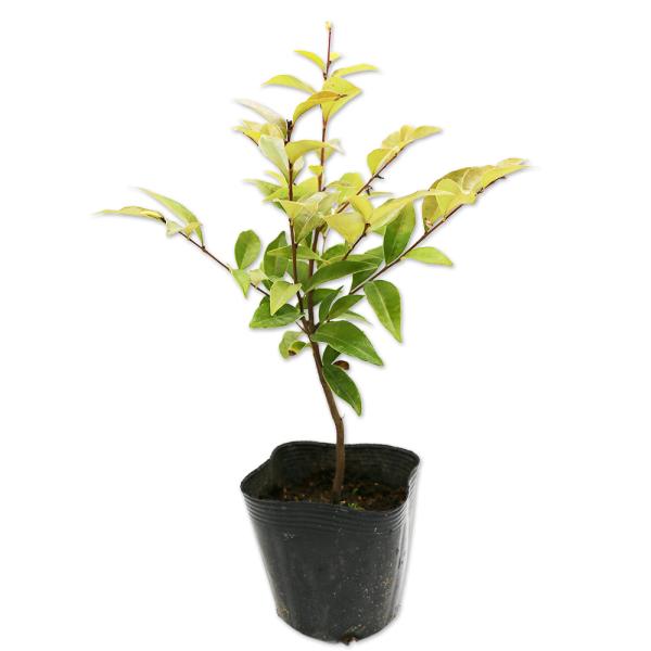 ツブラジイ（コジイ） 0.2m 10.5cmポット 50本 苗