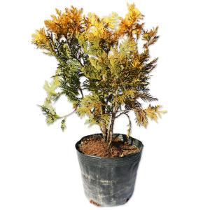 低木 種類 コニファー 針葉樹 の商品一覧 苗木 植木 花 ガーデニング 通販 Yahoo ショッピング