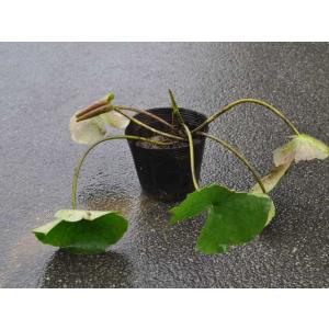 2年物・レッドカカオ大苗 鉢底から約60cm以上 : 栽培者直販の熱帯植物