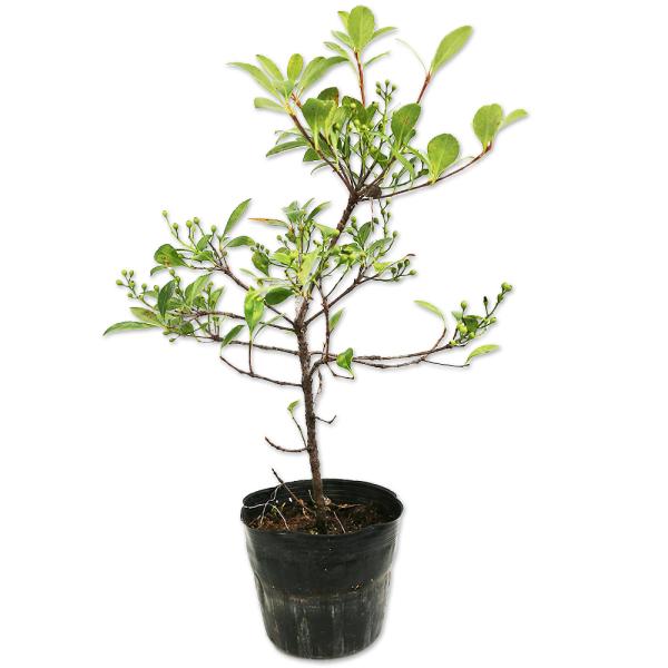 ベニバナシャリンバイ 15cmポット 10個 苗