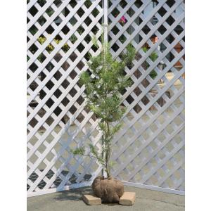 サワラ コニファー 針葉樹 の商品一覧 苗木 植木 花 ガーデニング 通販 Yahoo ショッピング
