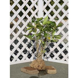 ミヤマシキミ 0.5m 露地 2本 苗の商品画像