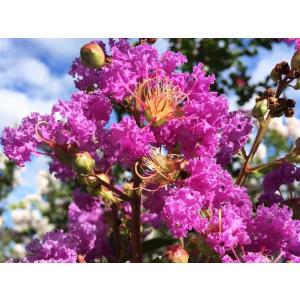 1年間枯れ保証 シンボルツリー落葉 サルスベリ紫花単木 1 7m露地 2本セット 送料無料 あすつく対応 Www Amnesty Org Py Index Php