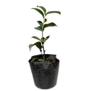 ツバキ ヤブツバキ 10.5cmポット 苗