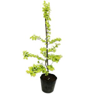 白花マンサクの商品一覧 通販 Yahoo ショッピング