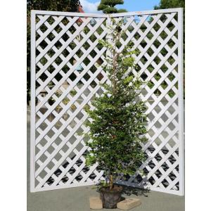 トキワマンサク青葉白花 1.5m 露地 苗木