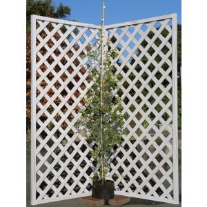 トキワマンサク青葉白花 1.7m 露地 苗木