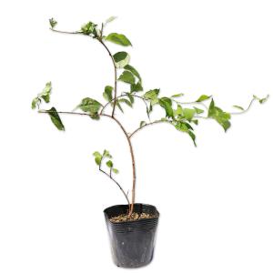 ツルウメモドキ苗 ツルウメモドキ 9.0cmポット 10個 苗 : トオヤマグリーン - 通販