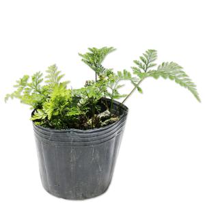 ツルウメモドキ ツルウメモドキ 9.0cmポット 10個 苗 : トオヤマグリーン - 通販