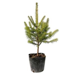 コニファー ドイツトウヒ（ヨーロッパトウヒ）の苗木 : 植物・園芸専門