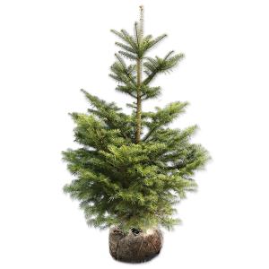 ドイツトウヒ 苗木 苗 1株 樹高約1m 根巻苗 本物のクリスマスツリー