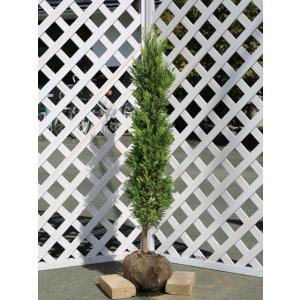 生垣用樹木 苗木 植木 の商品一覧 花 ガーデニング 通販 Yahoo ショッピング