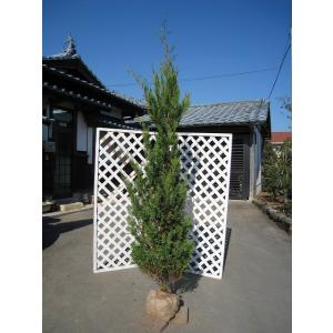 生垣用樹木 苗木 植木 の商品一覧 花 ガーデニング 通販 Yahoo ショッピング