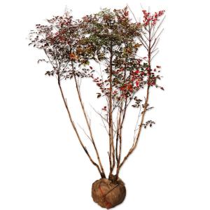 姫榊 ヒサカキ 株立ち 約2.1m 現品販売 特大株 植木 苗木 大苗 榊の木