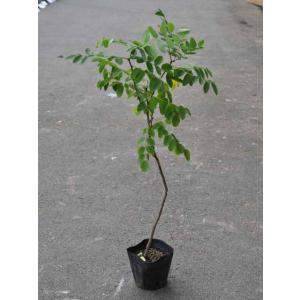 ニセアカシア 0.3m 10.5cmポット 苗