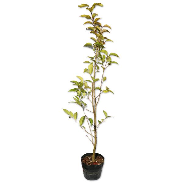 トウネズミモチ 0.8m 15cmポット 苗