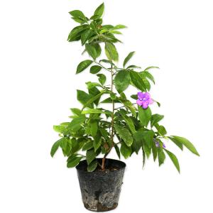 紫の花が咲く木の商品一覧 通販 Yahoo ショッピング