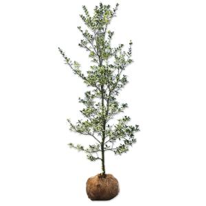 常緑エゴノキ 株立ち 約1.6m 現品発送 トキワエゴ 常緑樹 : 大福樹苗園