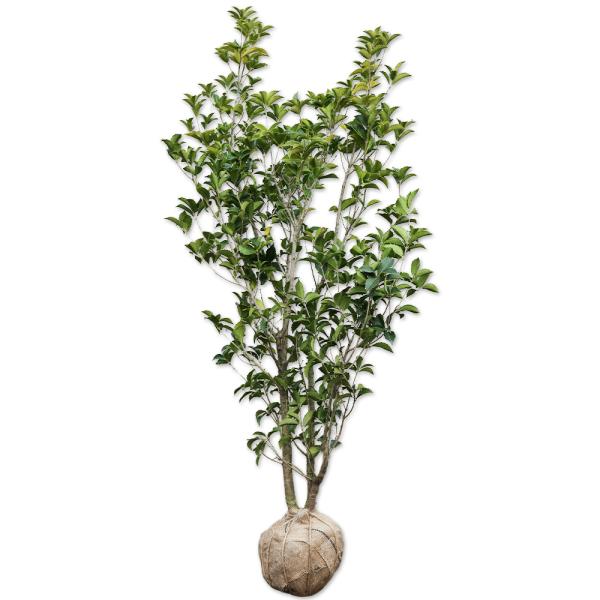 ヒイラギモクセイ 1.5m 露地 苗木