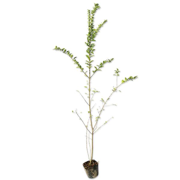 プリペット 1m 10.5cmポット 苗