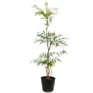 ヒイラギナンテン マホニアコンフューサ 0.8m 15cmポット 苗