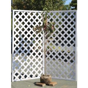 ハナミズキ 実生 1.2m 露地 苗