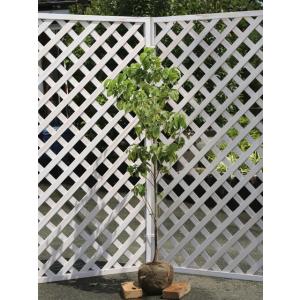 ハナミズキ 実生 1.5m 露地 苗木