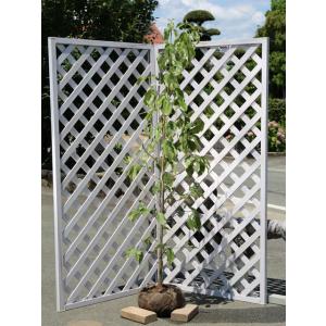 ハナミズキ 実生 1.7m 露地 苗木