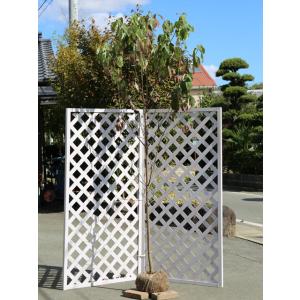 ハナミズキ 実生 2.3m 露地 2本 苗木